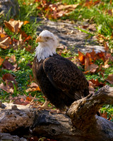 3_Eagle