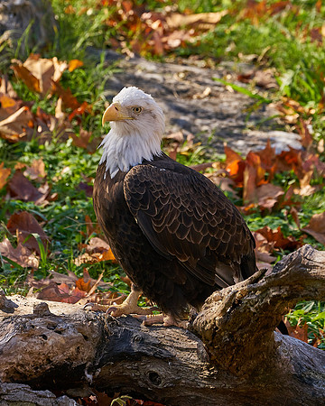 3_Eagle