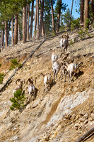 3027_Bighorn