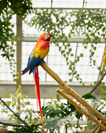 13_Parrot