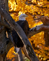 4_Eagle