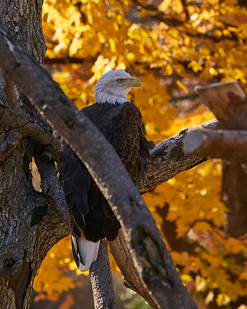 4_Eagle