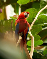 11_Parrot
