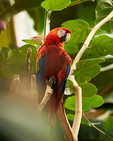 11_Parrot