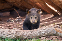 Bear Country_3011_DSC0900