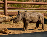 17_Rhino