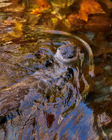 8_Otter