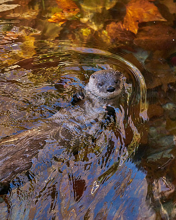 8_Otter
