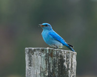 Bluebird_2002_DSC0981