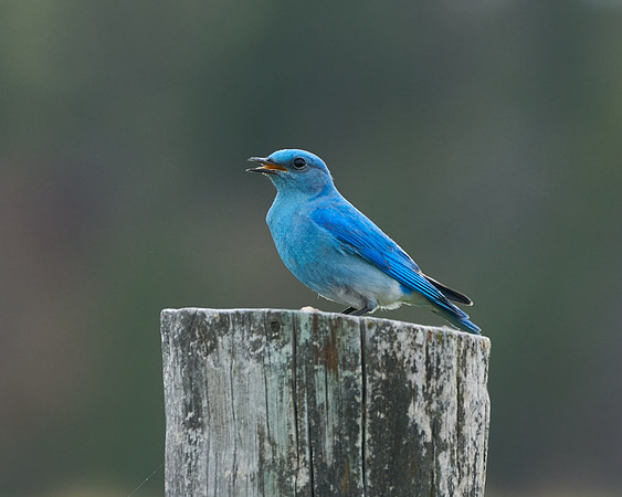 Bluebird_2002_DSC0981