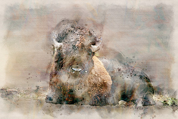 Bison2b
