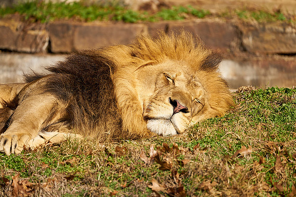 Lion1