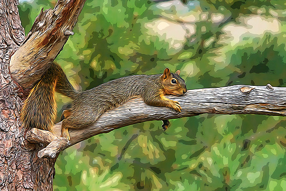 Squirrel1C