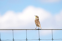 Bird13_DSC8268