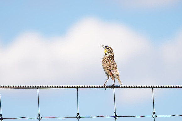 Bird13_DSC8268