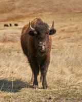 Buffalo5