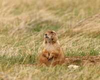 PrairieDog7_DSC7431