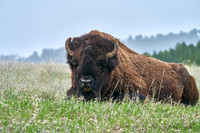 Bison_1050 1