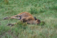 Bison_1051
