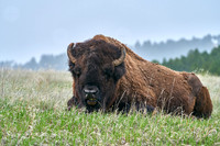 Bison_1032 1