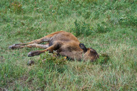 Bison_1052