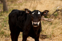 Cow2