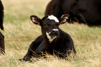 Cow3
