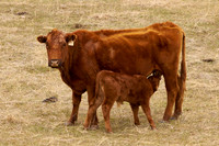 Cow5