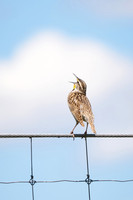 Bird12_DSC8264