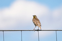 Bird11_8262