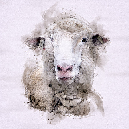 Sheep