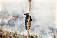 Bear1W