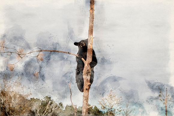 Bear1W