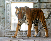 Tiger3