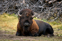 Buffalo34_DSC5360 2