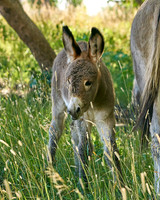 Burro1_DSC9878
