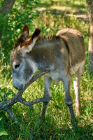 Burro2_DSC9884