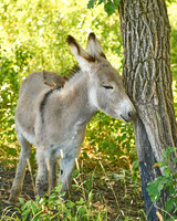 Burro5_DSC9894