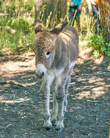 Burro3_DSC9889