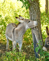 Burro6_DSC9895