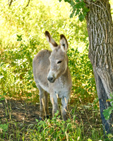 Burro8_DSC9902