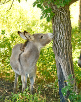 Burro7_DSC9899