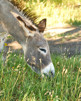 Burro10_DSC9906