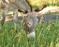 Burro9_DSC9903