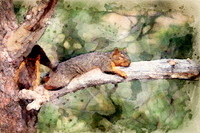Squirrel1W