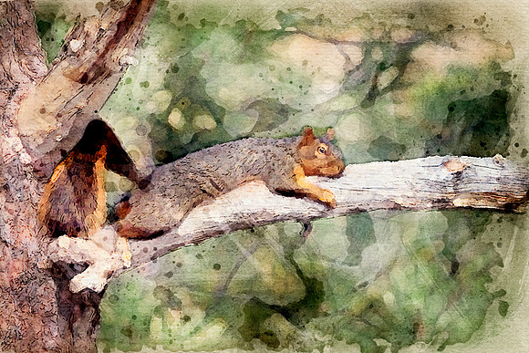 Squirrel1W