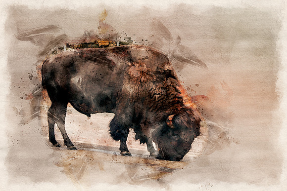 Bison1