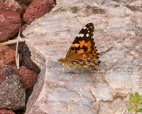 Butterflies_3