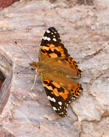 Butterflies_5