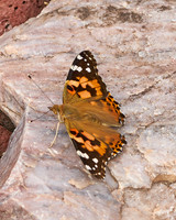 Butterflies_4